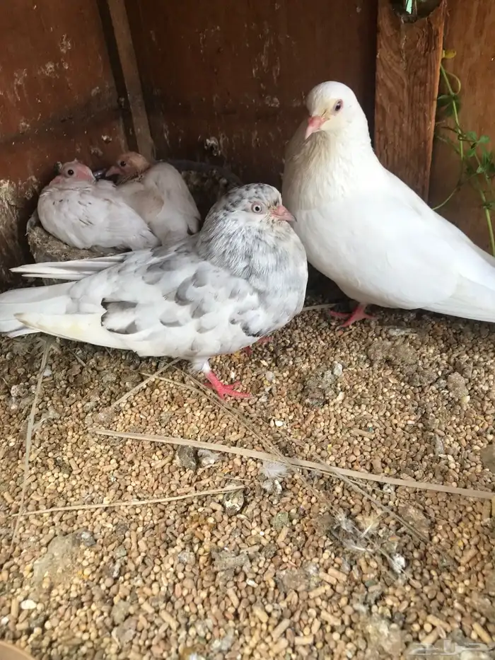 قلاب كوره الوان حلوه 5