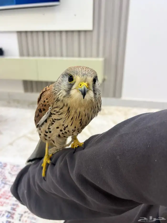 بأشق للبيع 0