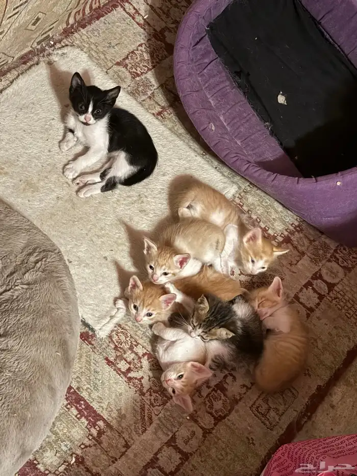 قطط مكس شيرازي كيتين العمر شهر للبيع 2