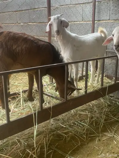 تيوس للبيع index