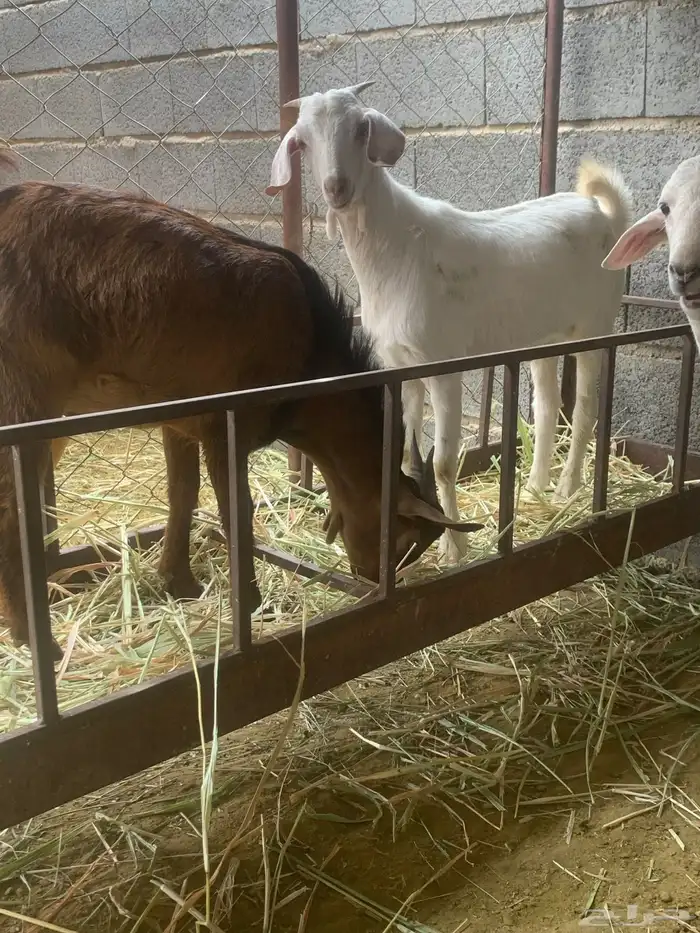 تيوس للبيع 0