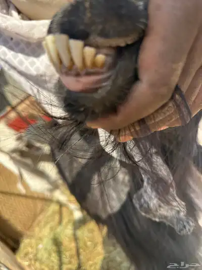 معراء مشاريك مضاريع index