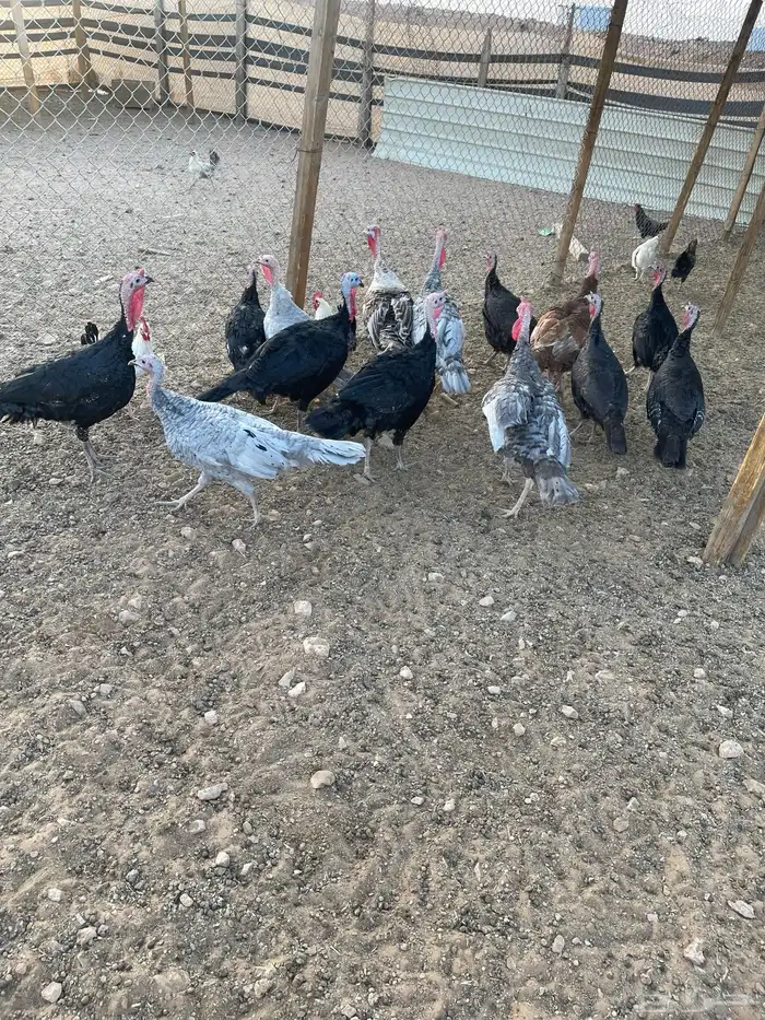 دجاج رومي ودجاج بلدي 3