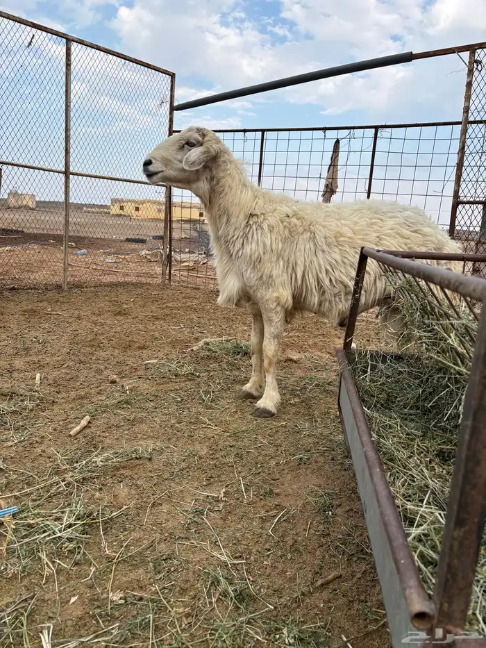 إعلان بيع خروف حري فحل   الحراج 1