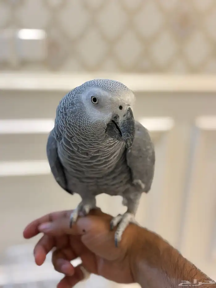 كاسكو اليف متكلم 12