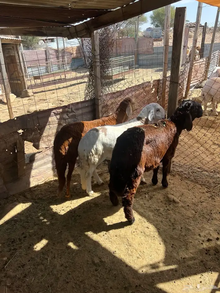 سواكن جبره 9