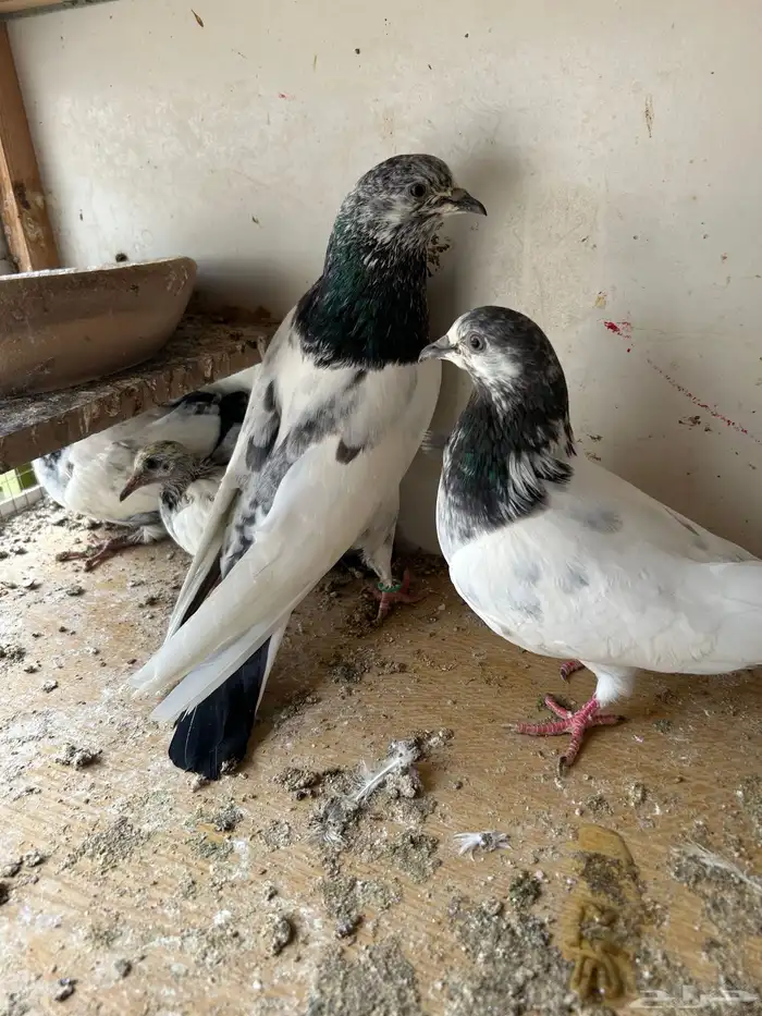 حمام باكستاني 1