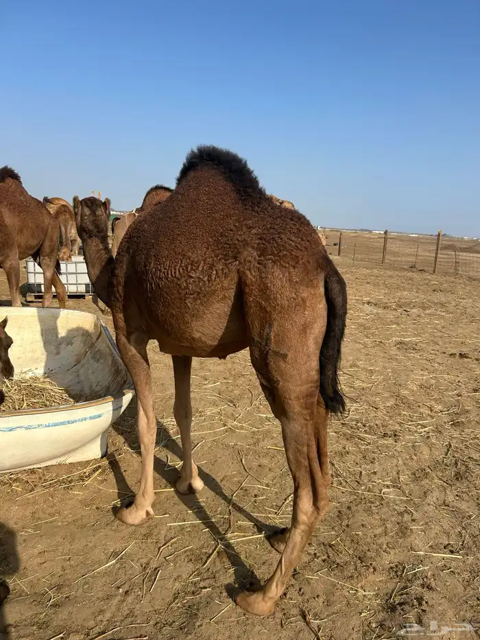 بكار سواحل خوات 9