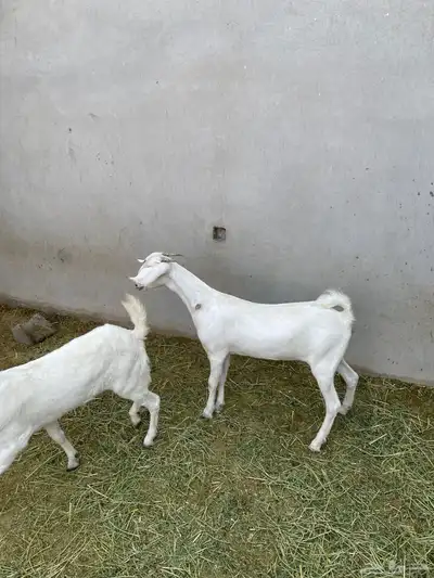 جفرتين بيشيات index