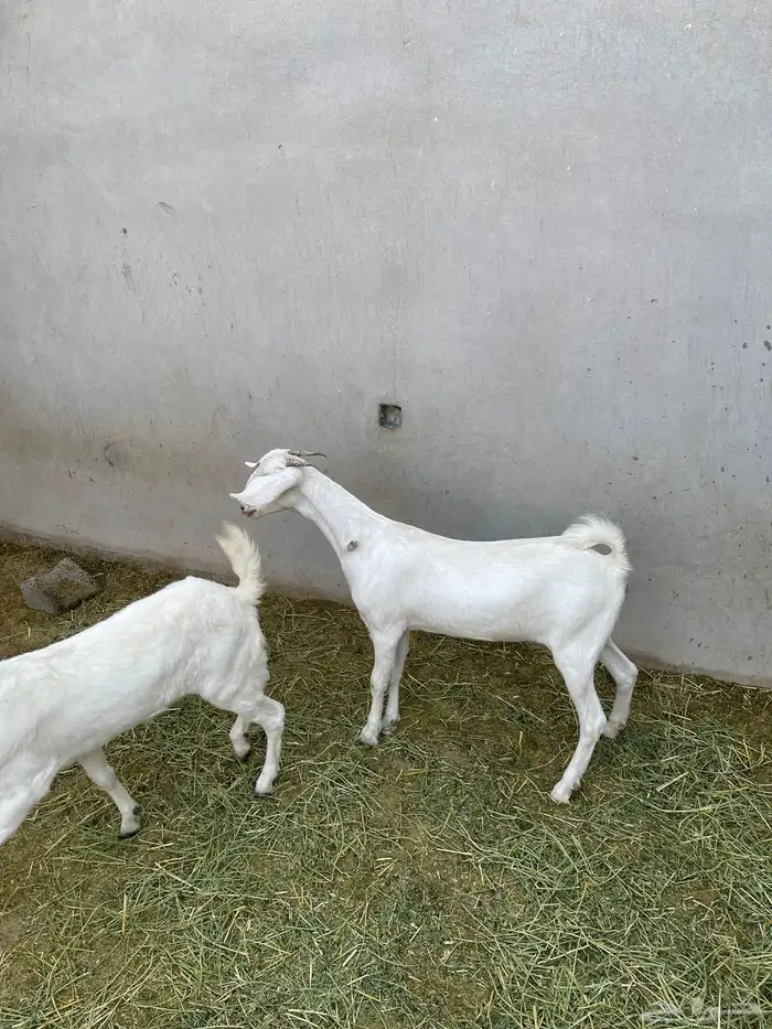 جفرتين بيشيات 2