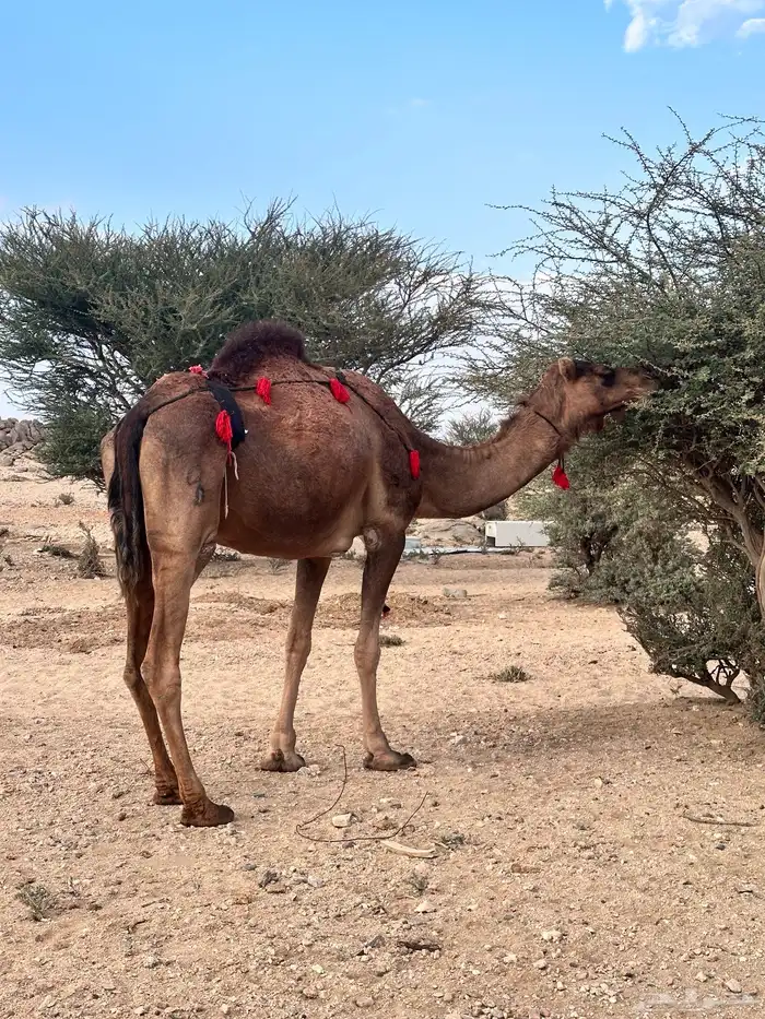 ناقة حمراء ساحليه لقحه 8