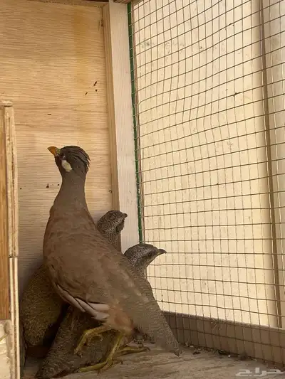 الحجل للبيع index