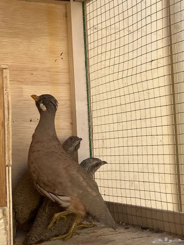 الحجل للبيع 1