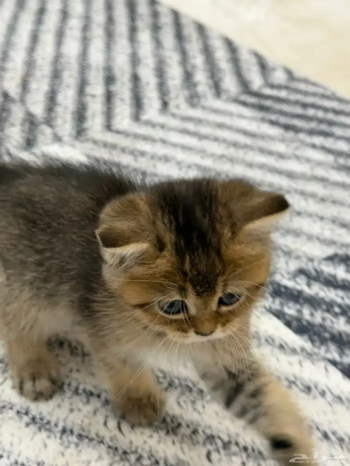 كيتن سكوتش فولد 2