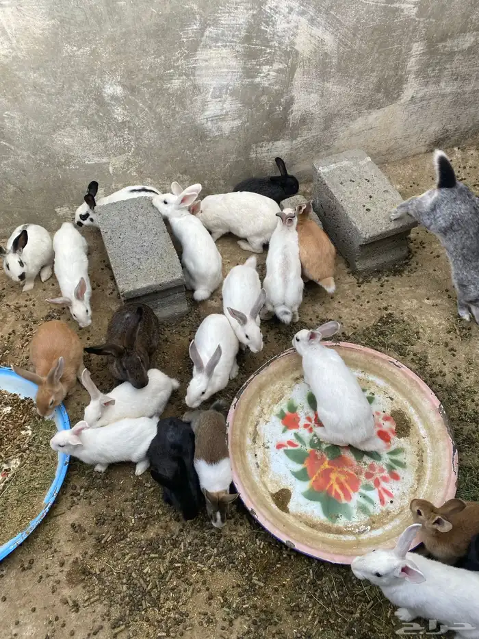 ارانب للبيع 6