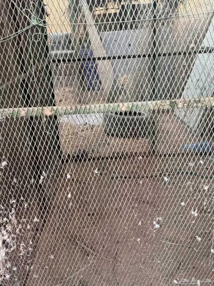 شبك بقلاوه فتحه صغير 4