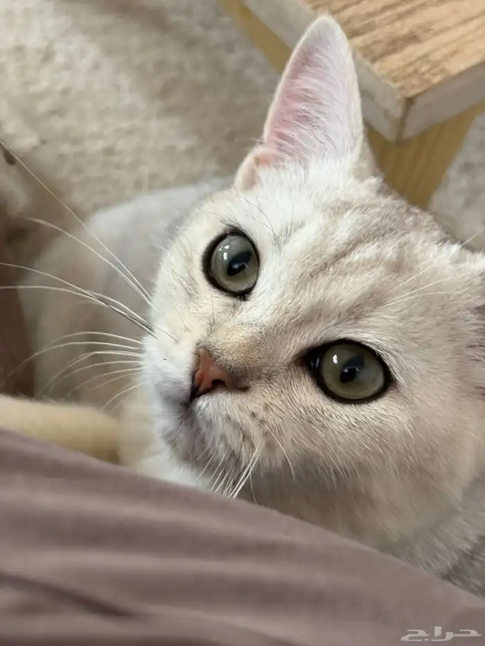 سكوتش ستريت ذكر 2