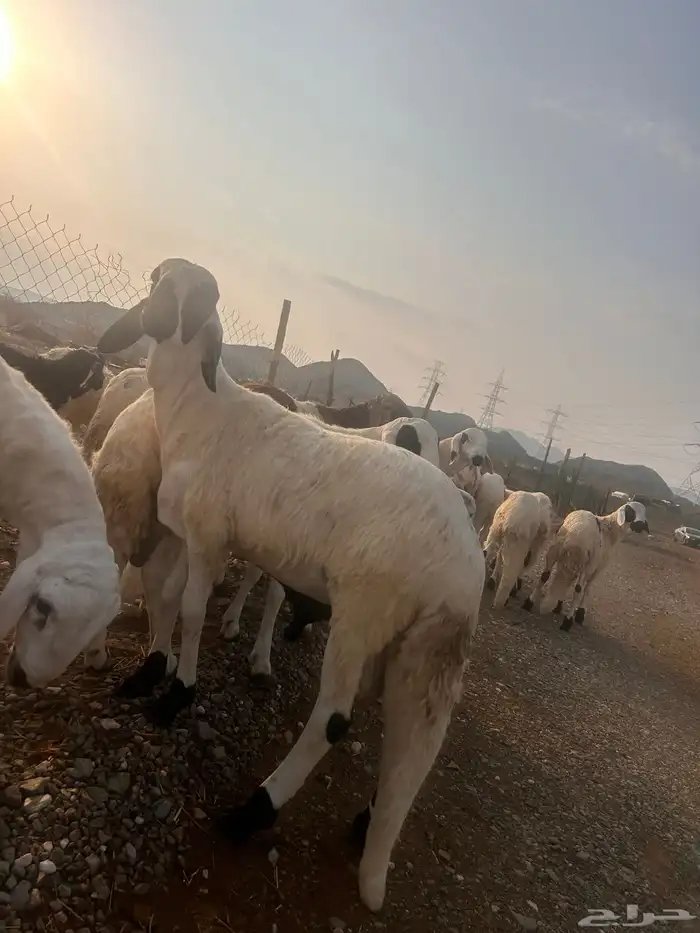 طليان سواكن 0