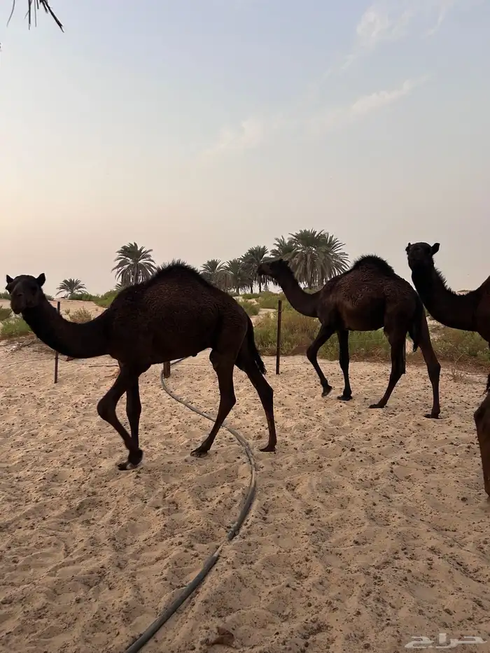 6 قعدان للبيع 2