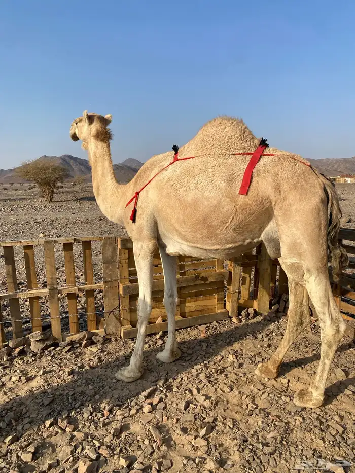 خلفه مصغر منيحه رقم واحد حليب سكر شرط الحد11500 2