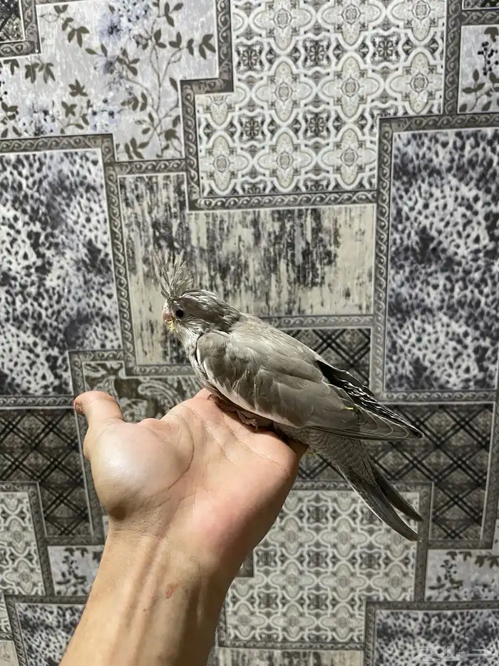 فروخ كروان البينو وهولندي 2