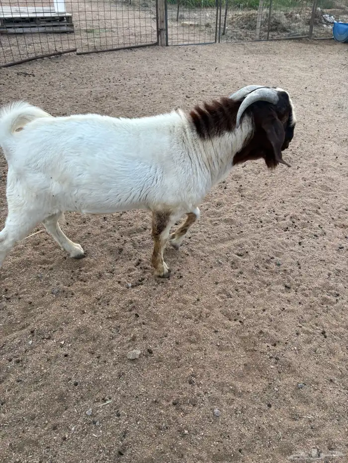 تيس بورقوت 4