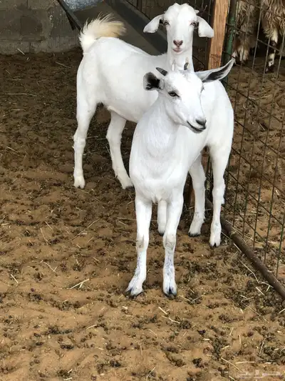 جفار بيشيه index