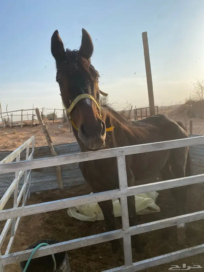 فرس انقليزي كفووو 4