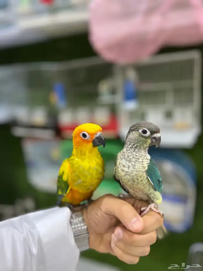 كنيور تركواز اليف هدد 3