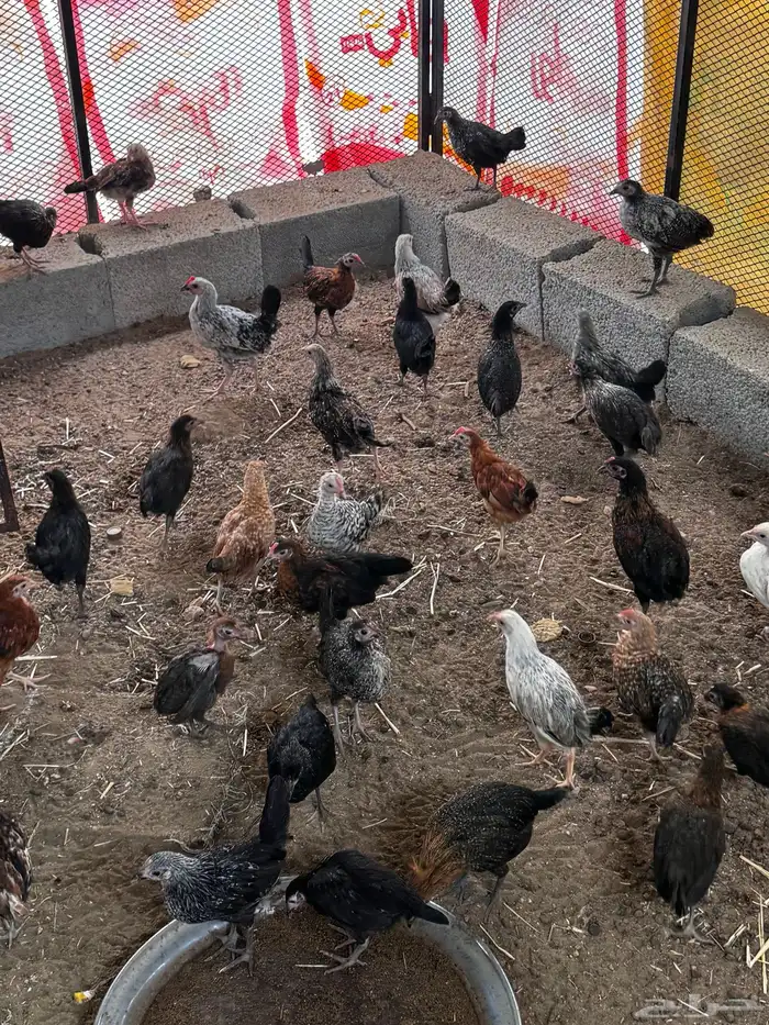 فراريج بلدي 2