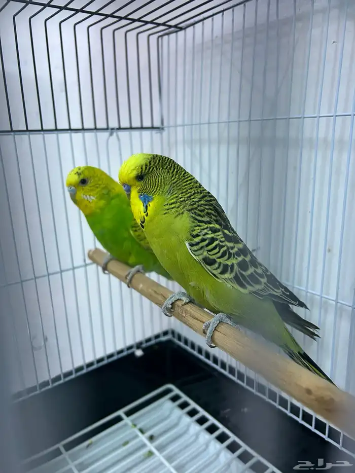 أزواج بادجي 0