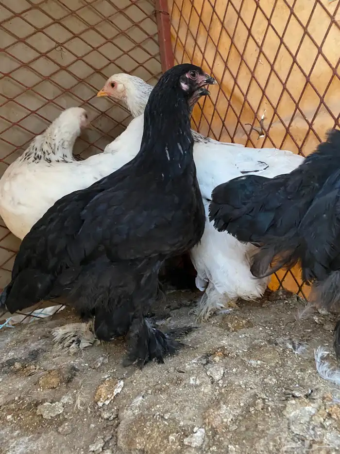 فروخ على مستوى 2