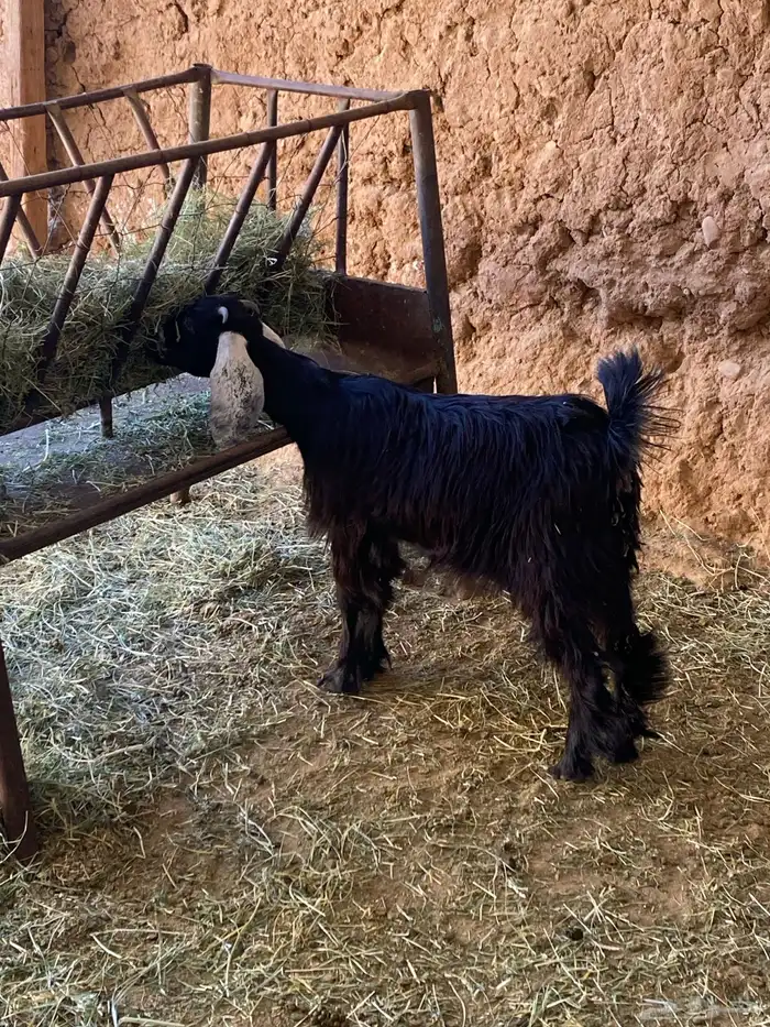 السلام عليكم اعرض عليكم جفره عارضيه 4