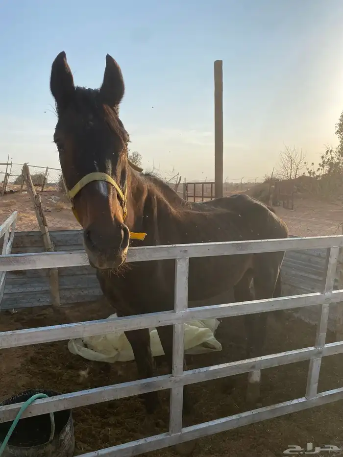 فرس انقليزي كفووو 7