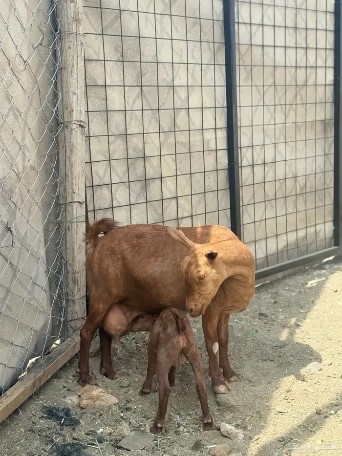 ماعز صلالي 5