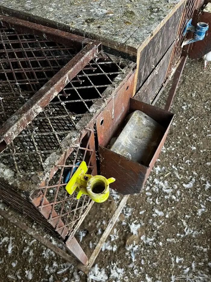 بطريات أرنب 2