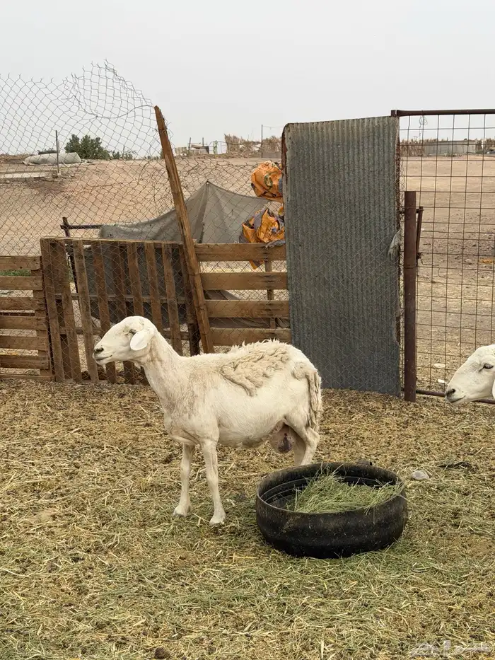 ضان حريات ولد ومضاريع نظيفه الحد 1350 10