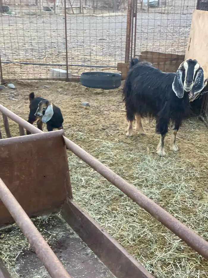 للبيع عنز ولد بدون سنون 1