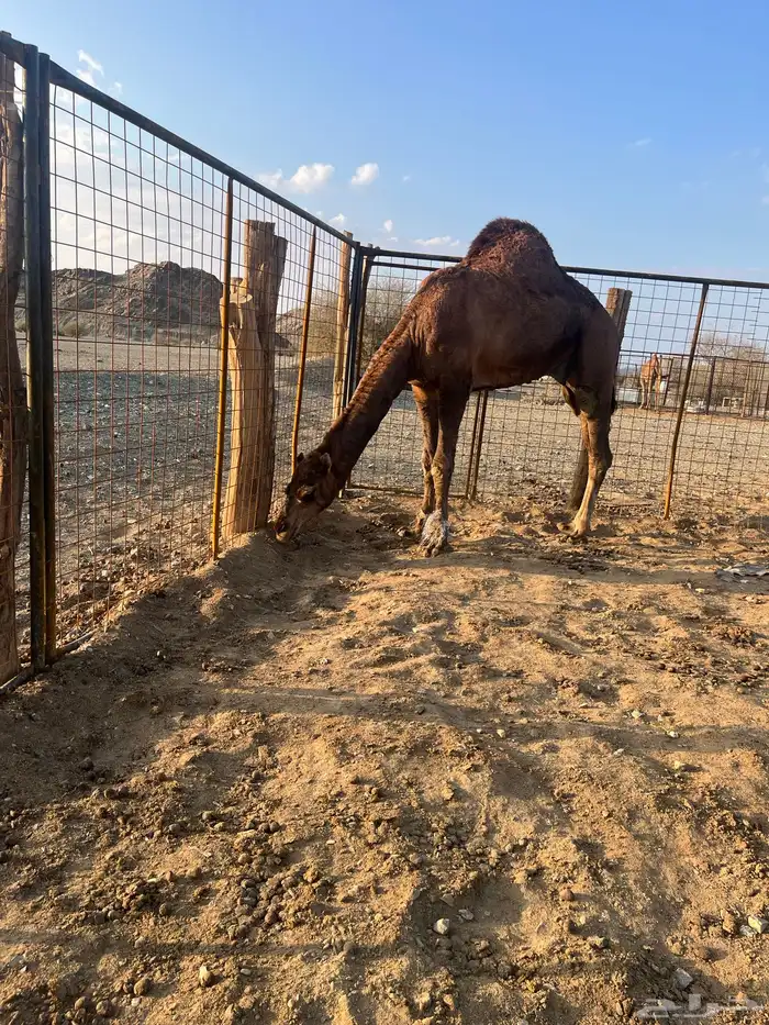 فحل احمر دم 8