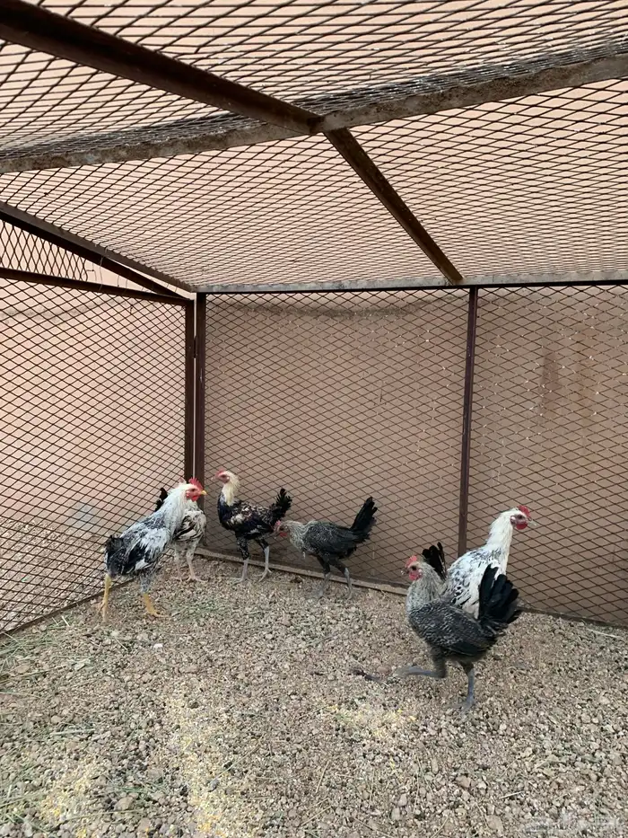 للبيع ديوك فيومي 4