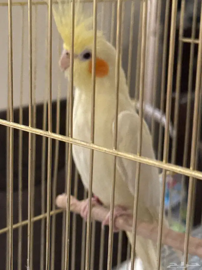 اليف مع الاطفال ويسمع اذا احد ناداه باسمه عمره 6 شهور 2