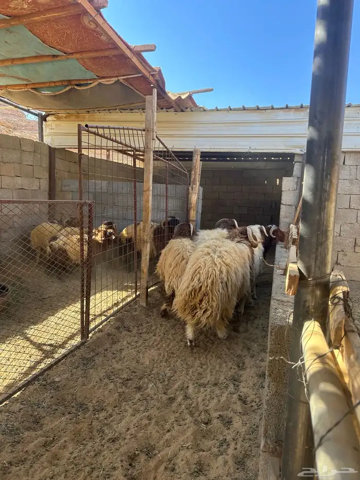 خرفان نعيم طيبه 1