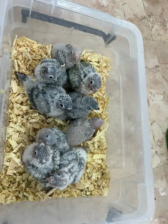 فروخ كنيور وكروان تقبل الغر ومشروطه وحجم 0