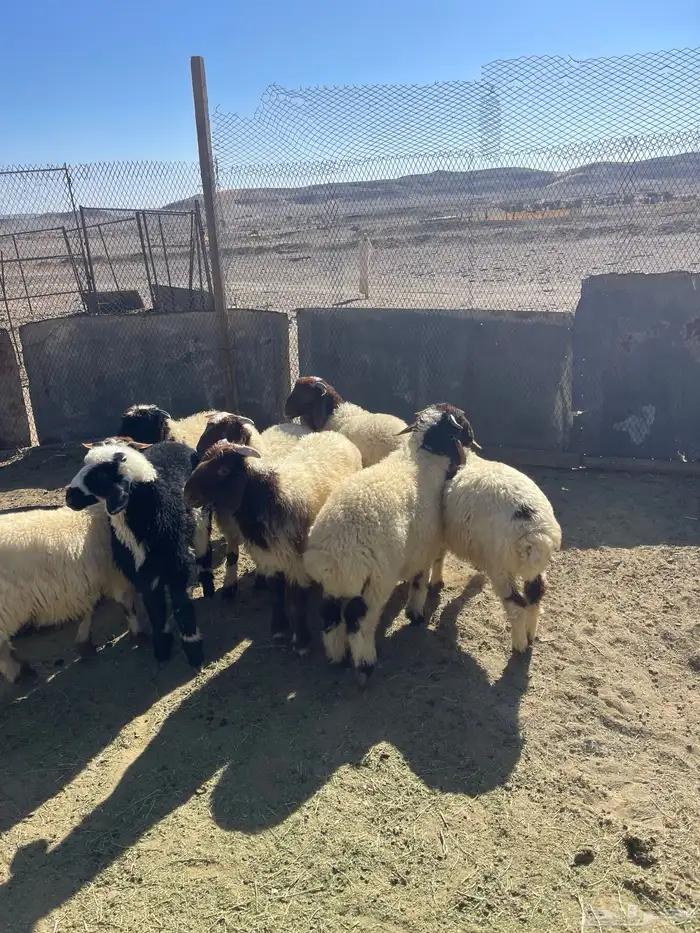 خرفان للبيع 2