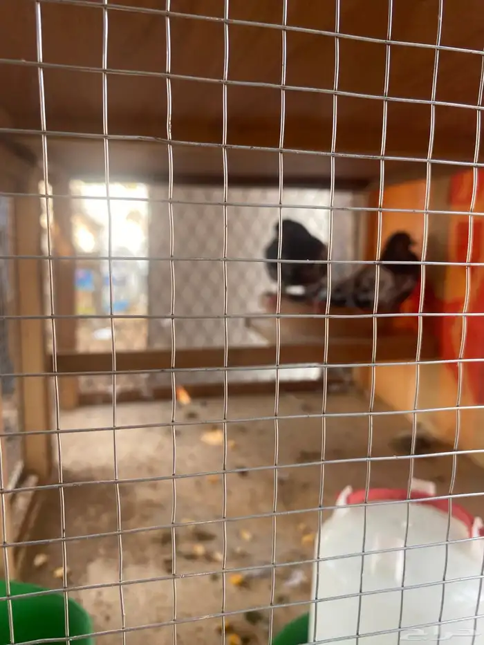 للبيع عدد 2جوز باكستاني عدد 1جوز فرنسي سلفر مع المحكر 3