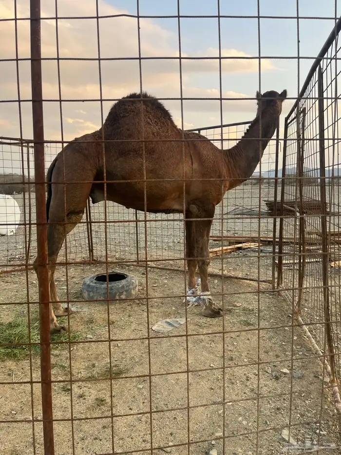 فحل احمر دم 19