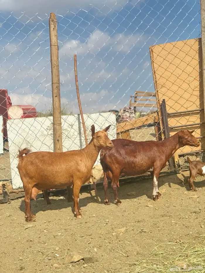 ماعز صلالي 0