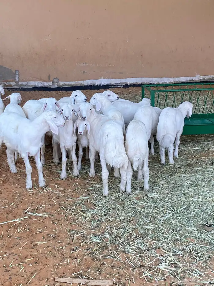 ذبايح للبيع 1