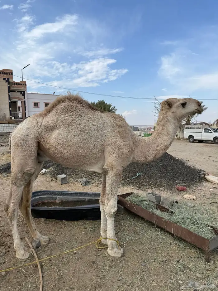 جمل وضح للبيع 3