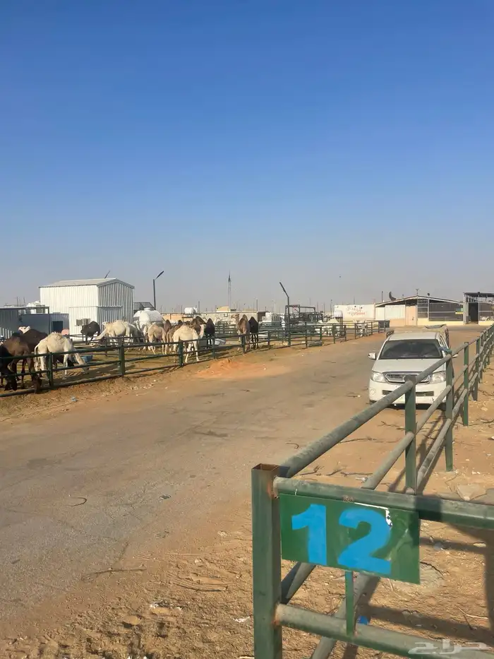 شبك للايجار سوق طويق رقم12 سوق الابل 4